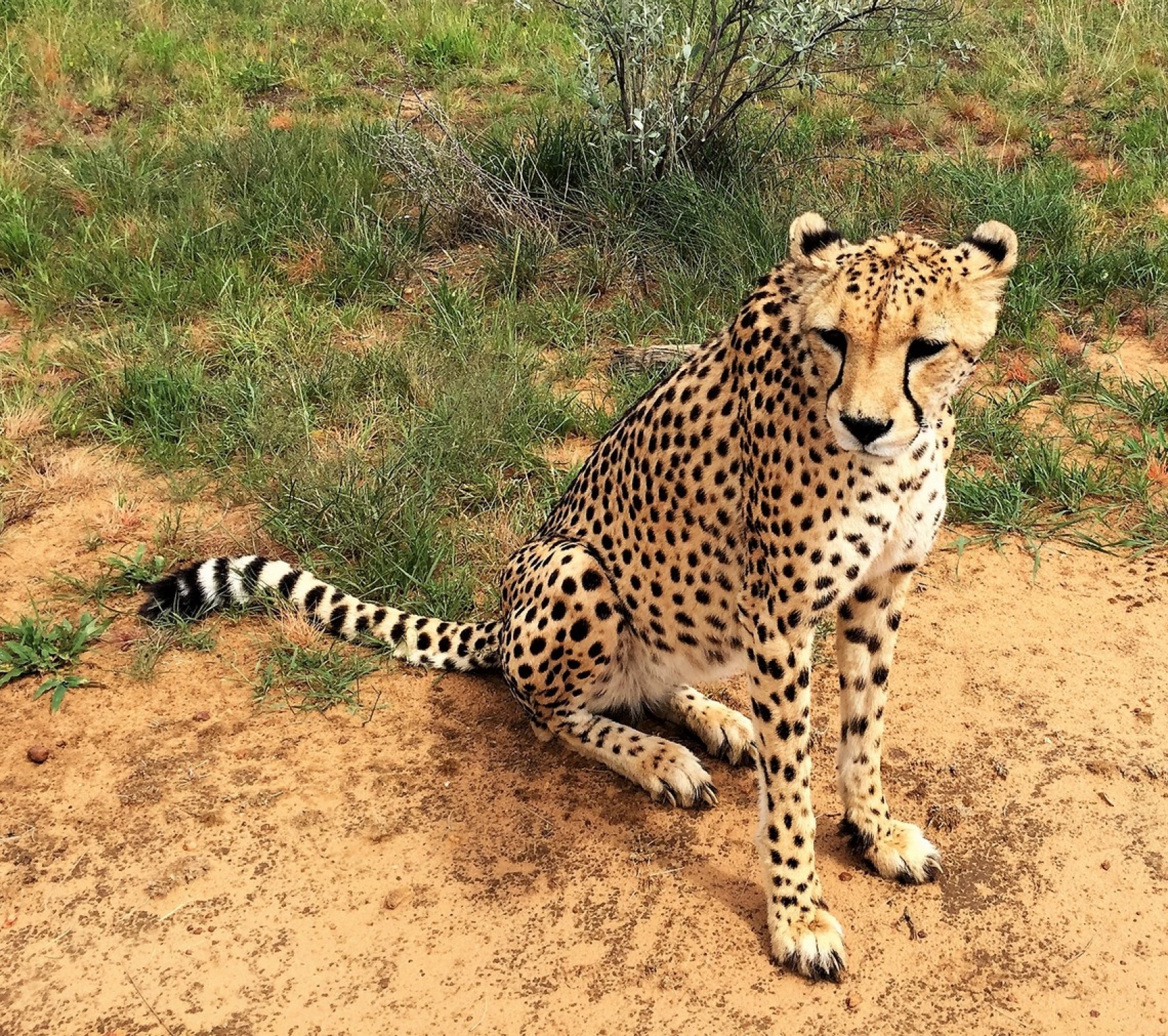 Leopard in Afrika